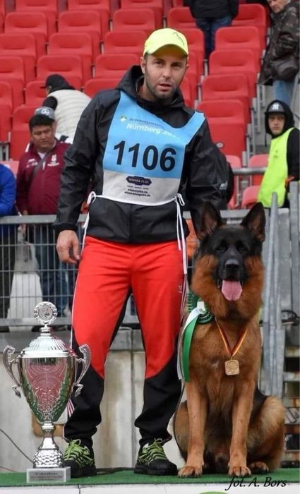 Femela ciobanesc german par lung cu pedigree