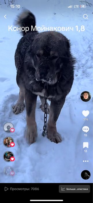 Продам прямого сына Мойнака