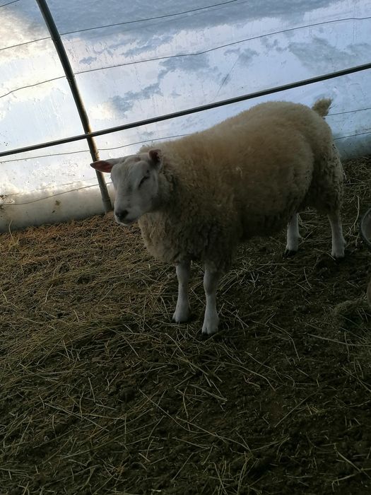 Berbec texal de vânzare