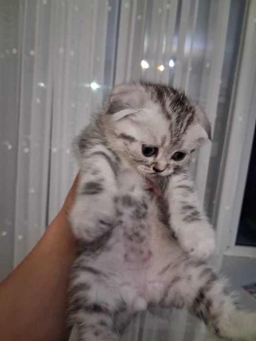 Котята шотландские