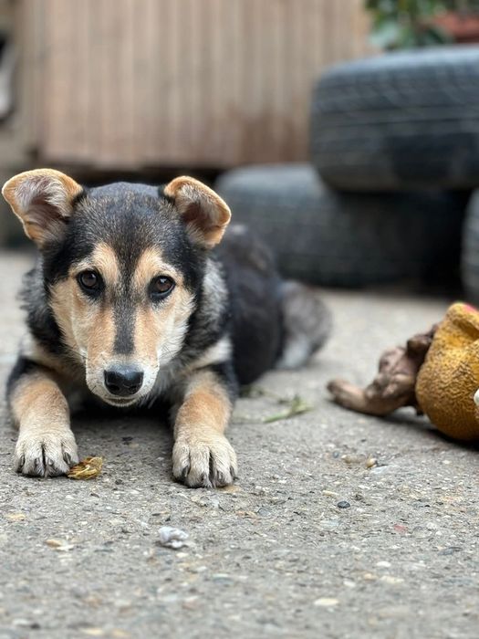 Подарява се сладко кученце