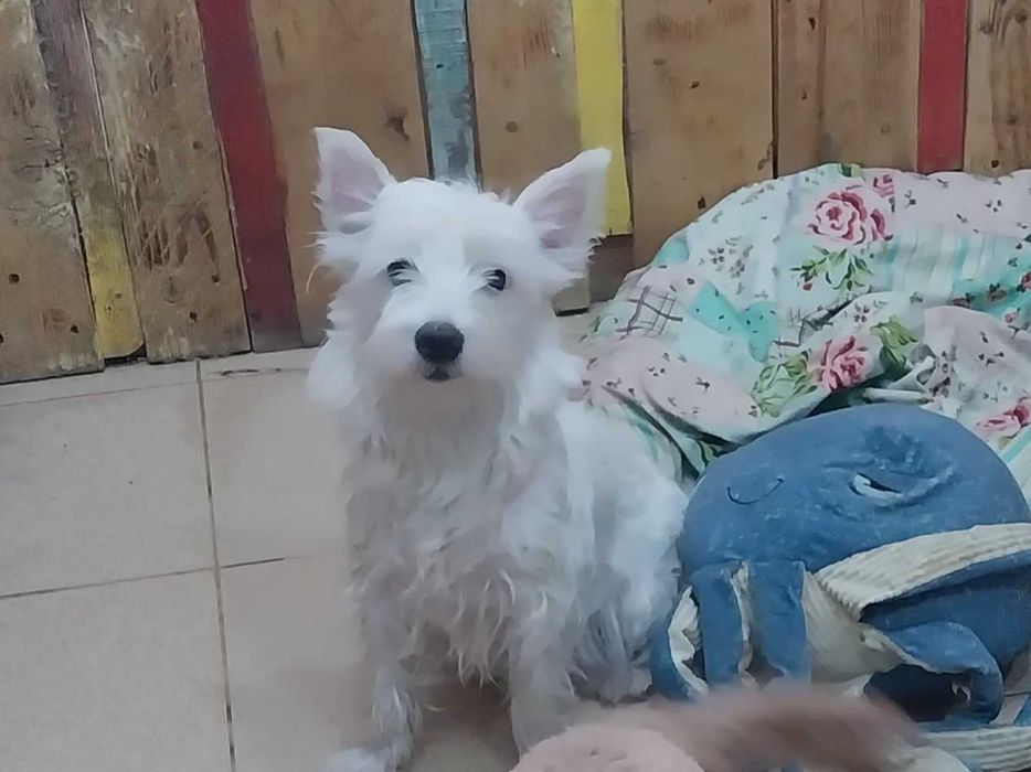 Уест териер-уестхайлендуаит териер/момиче/