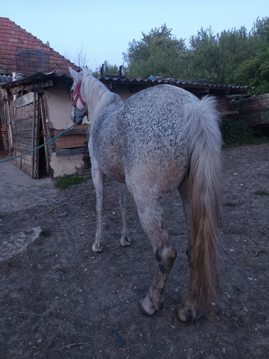 Iapa de calarie .