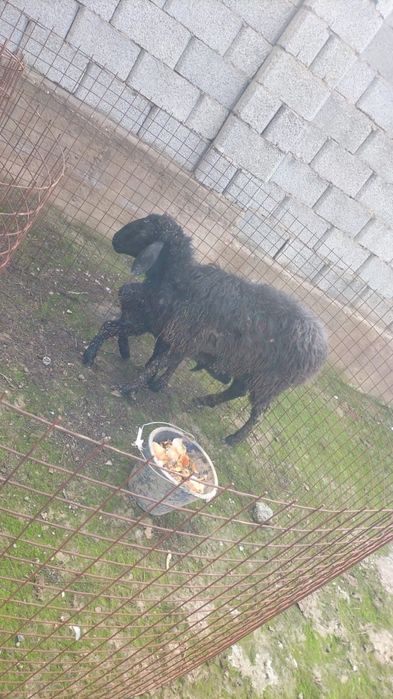 кой, баран, кочкар