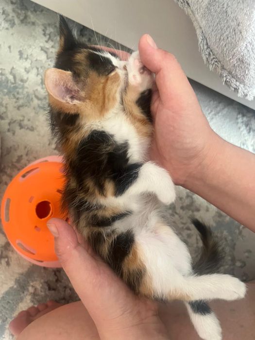 Котенок девочка отдам в добрые руки