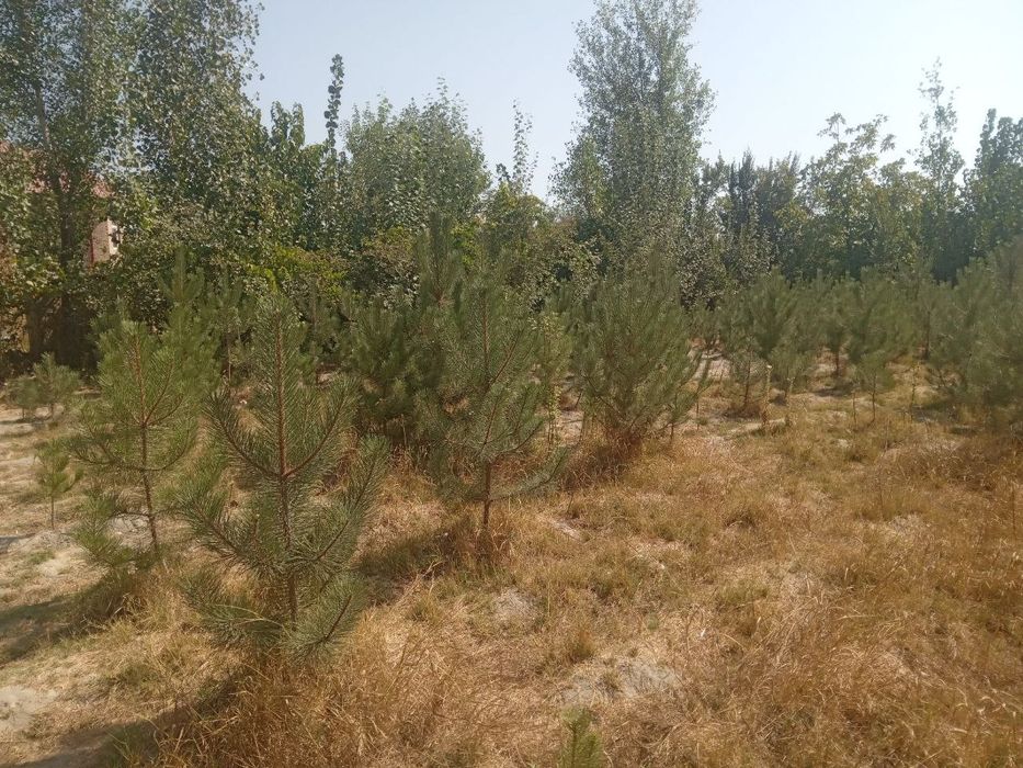 Кремский сасна оптом