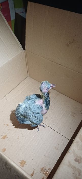 Отдам в добрые руки птенца голубя