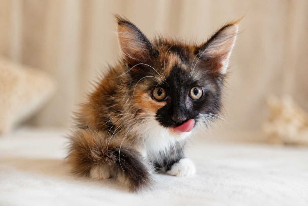Maine Coon Felisa Lynx Rune Code Pui Maine Coon femelă – Capodoperă Genetică, pedigree(Desen Caramel Rarist) |