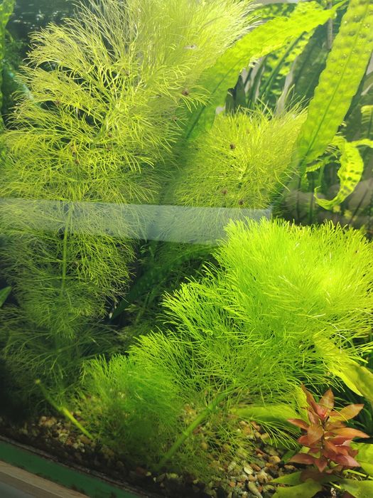 Аквариумное растение