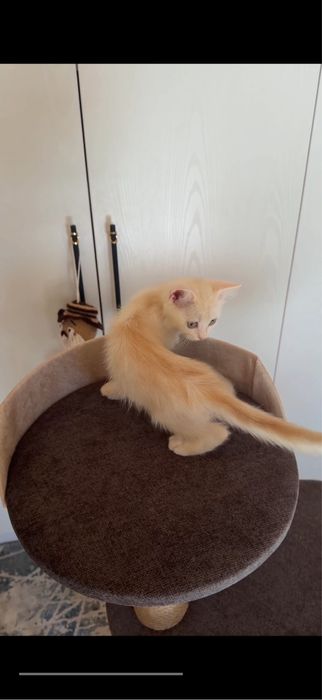 Кот Scottish Straight