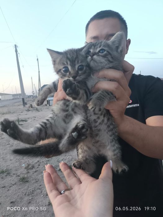 Отдам котят в добрые руки