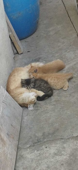 котята в дар г.Шу