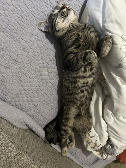 Отдам кота в хорошие, добрые руки
