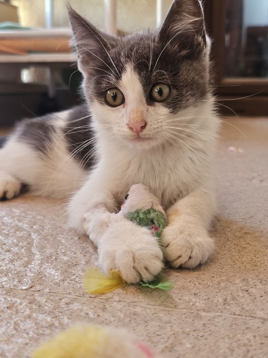 Мъжко коте за осиновяване
