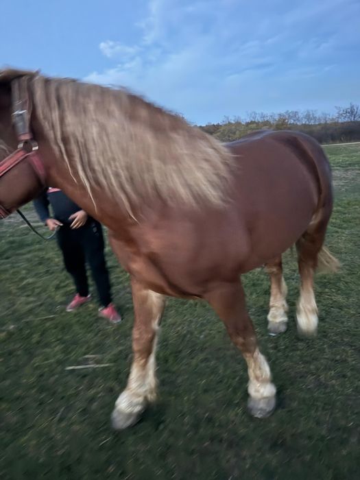 Vând armăsari tineri