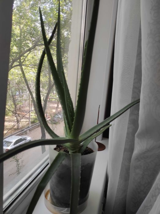 Продам Алоэ Вера