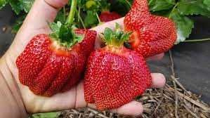 Йилбўйи хосил берадиган қулупнай кўчатлари. РассадаКлубник круглый год