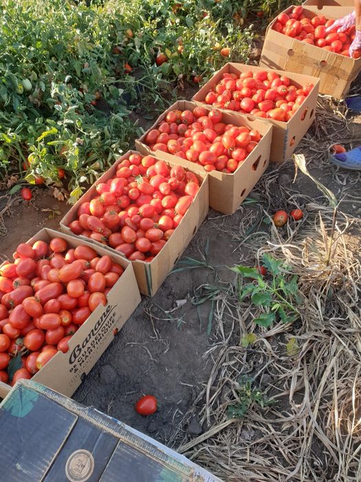 Roșii Dyno Prunișoare