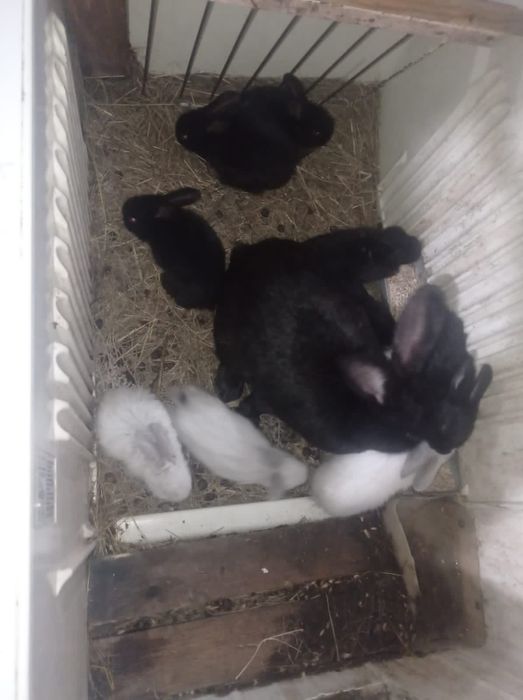 Продам крольчат 1500тг