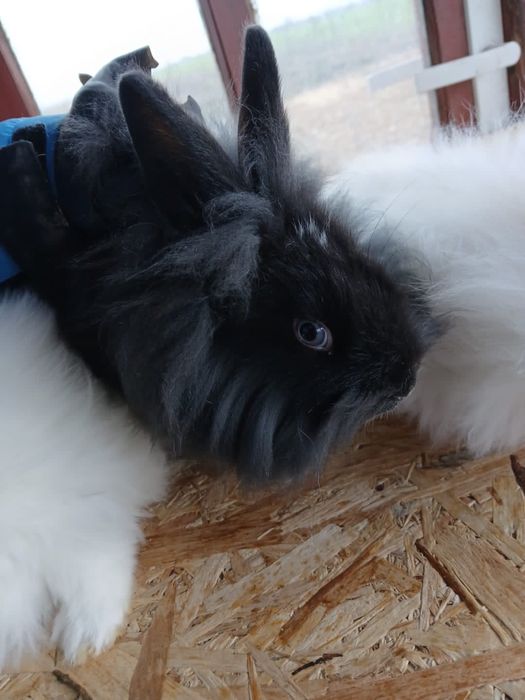 Iepuri pui cap de leu