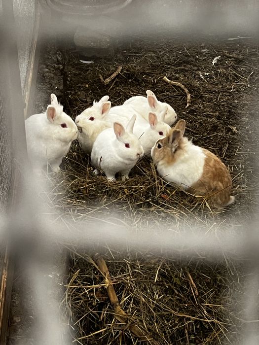 Vand superbitati de companie