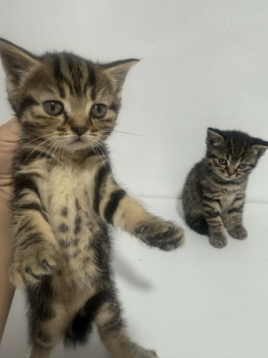 Британские котята