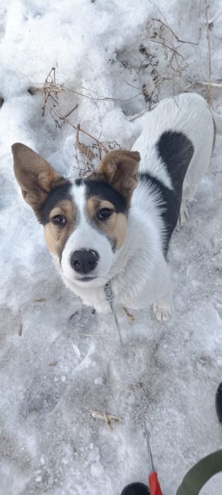 Щенок девочка.  Вакцинирована и стерилизована