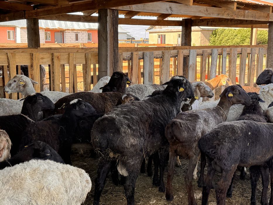 Продам Кошкара Барананов
