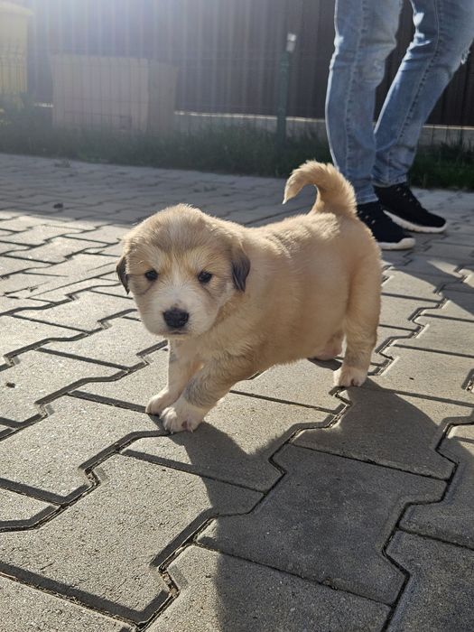 Adoptie com.Halchiu-Brasov