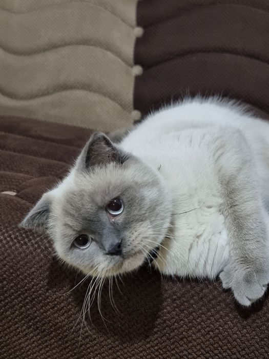 Скотч фолл тоза парода