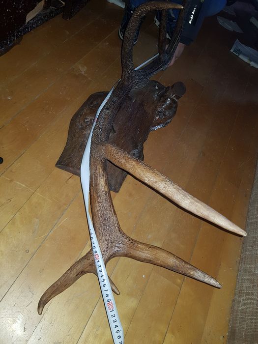 REDUCERE! Corn trofeu cerb 7 raze 110 cm pe postament din lemn
