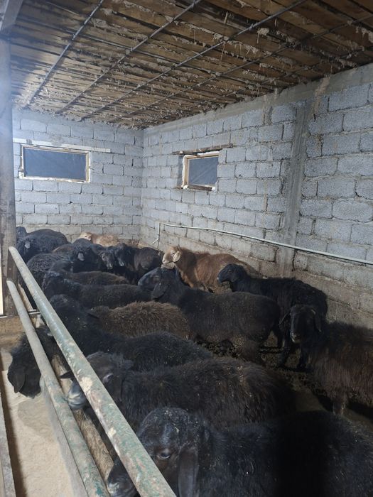 76 бас қошқар сатылады.баран.тоқты