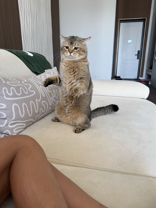 Котенок 1год. Мальчик. Британская шиншилла