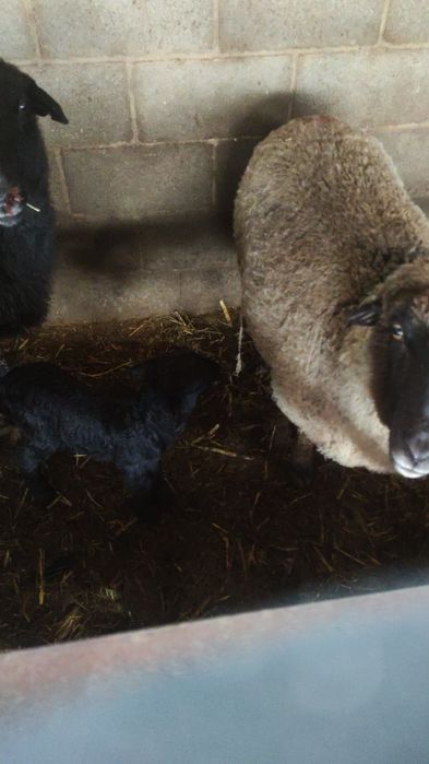 4 Буаз кой және 1 қозылы қой бәрін бірге берем