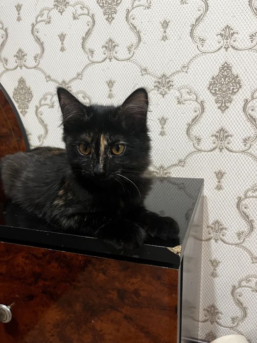 Отдам в хорошие руки котёнка