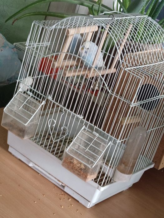 Продаю попугая с клеткой