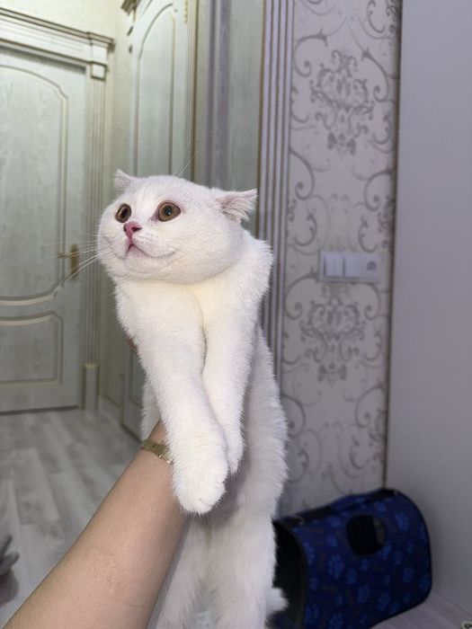 Британские котята