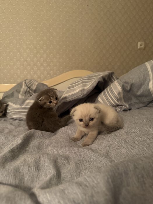 Шотландские котята