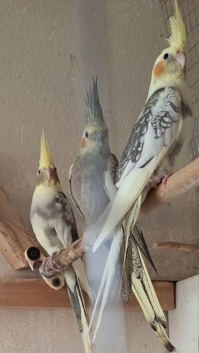 Кореллы, пара 600.000