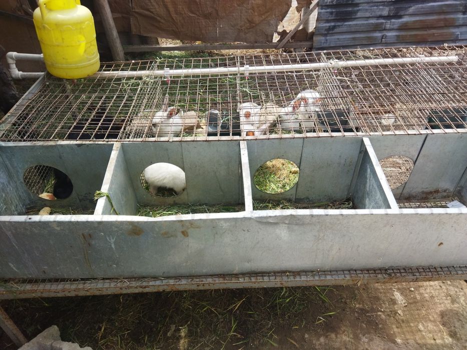 Куйон бокиш учун сетка. Хаманарсаси ичида