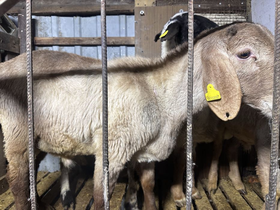 Арашан токты кошкар