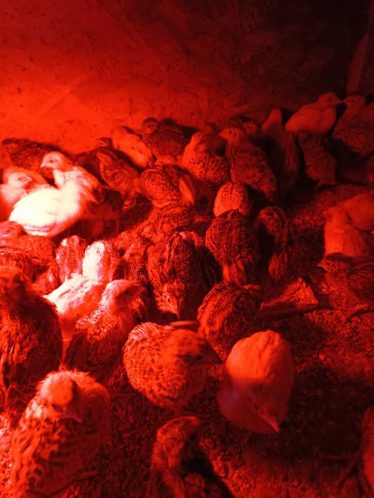 Prepelițe la două săptămâni