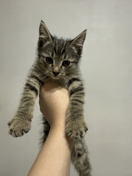 котят в добрые руки