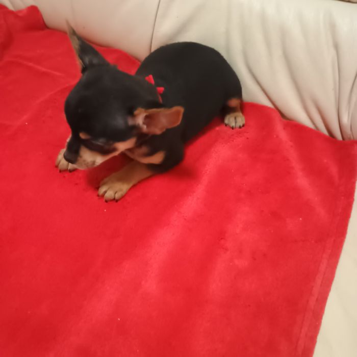 Băiețel Pinscher Pitic Toy