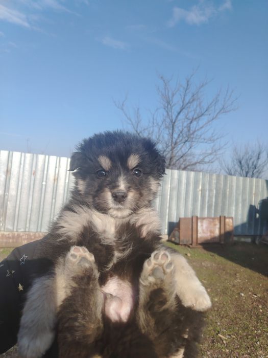 Cățeluș spre adopție