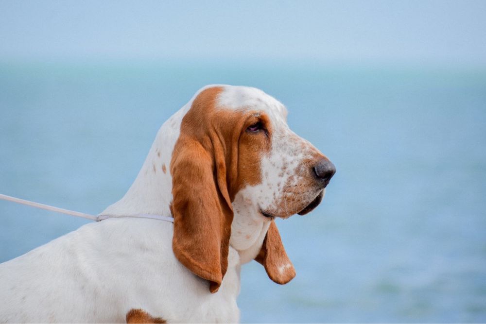 Бассет хаунд для вязки