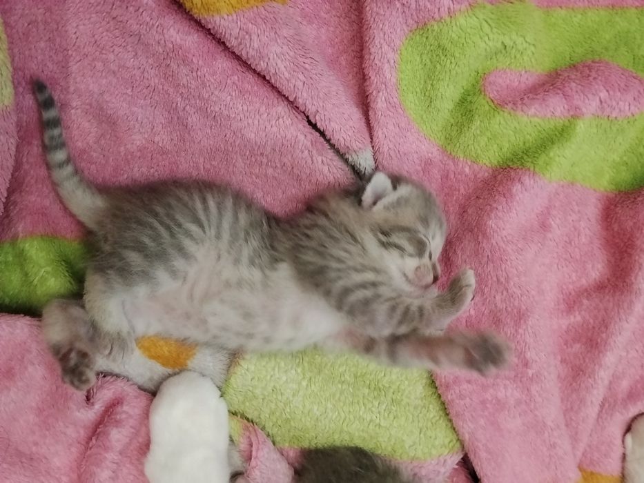 Вислоухие котятки - бронь!!!