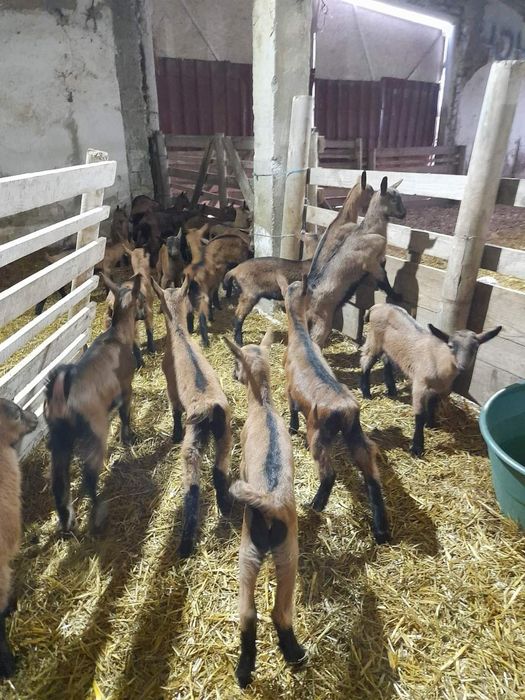 Capre alpine franceze cu pedigree