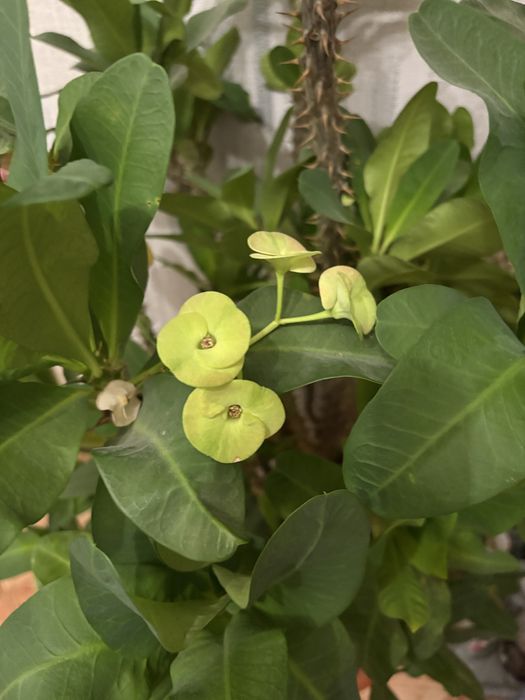 Цветы . Комнатные растения Молочай Миля