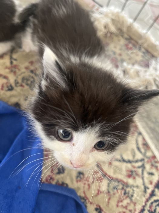 Котята бесплатно